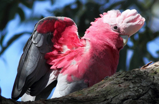 Galah