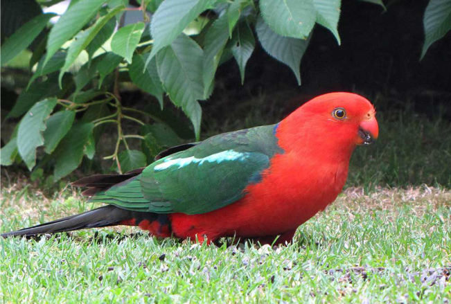 King parrot