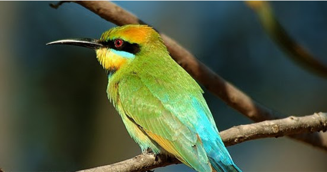 Rainbow bee-eater