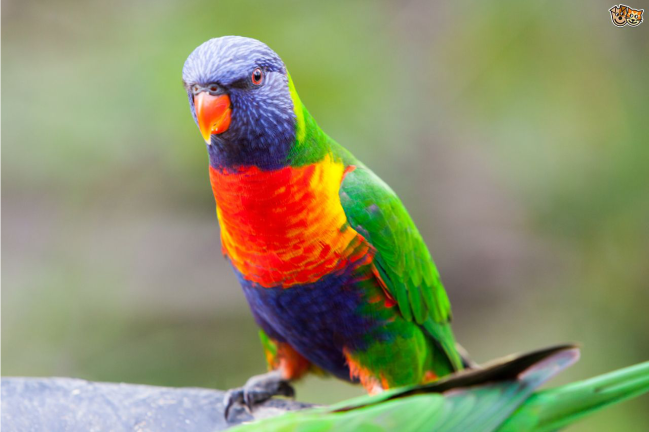 Rainbow lorikeet