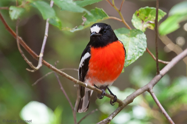 Scarlet robin